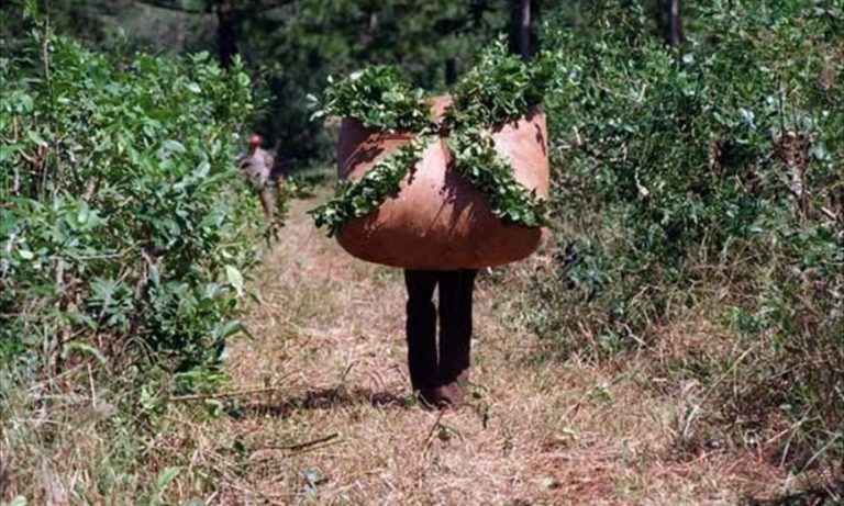 yerba-