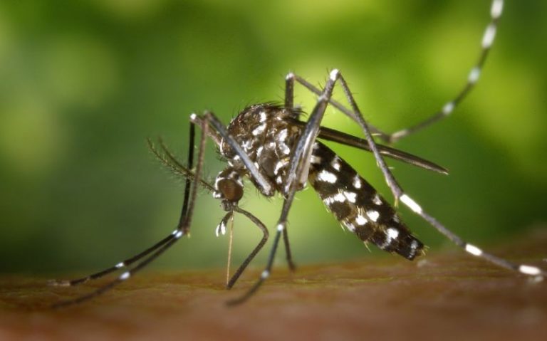 dengue 2