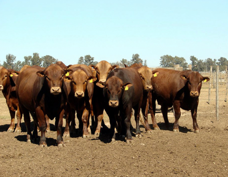 vacas