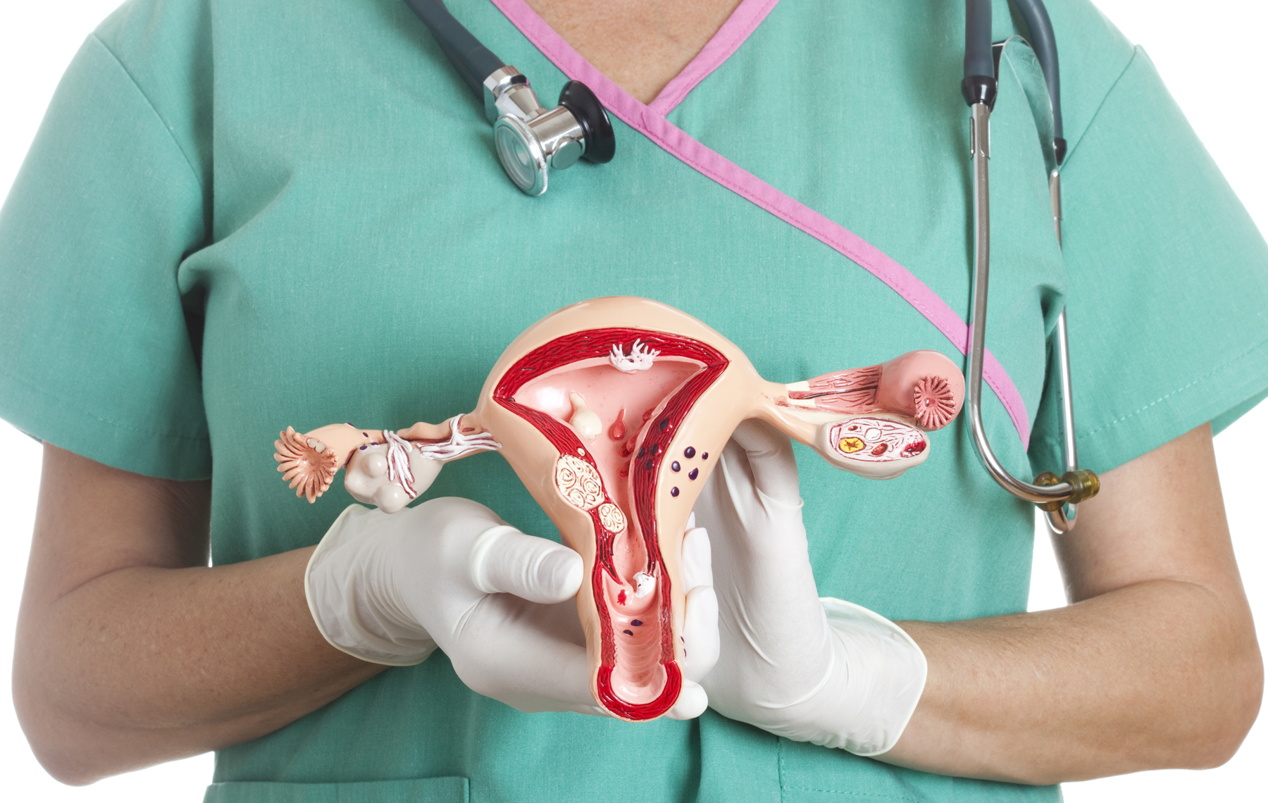 Uterus and ovaries model
