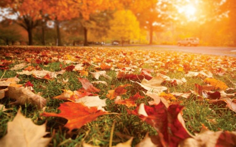 otono-hojas-