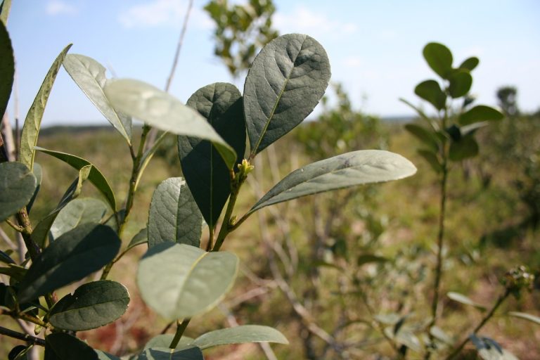 yerba-mate-