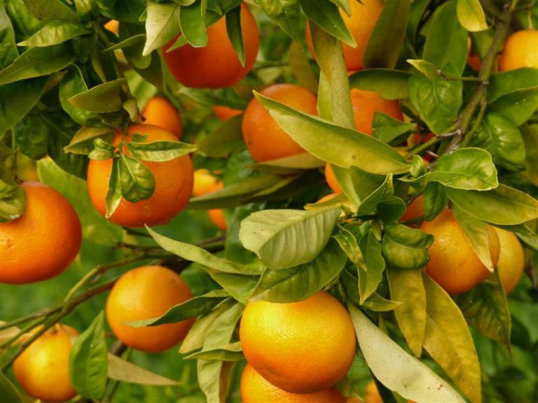 mandarina