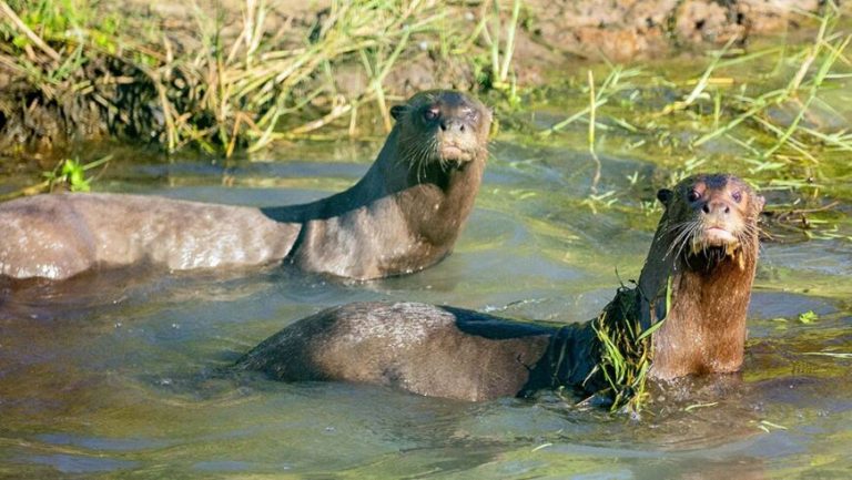 nutria