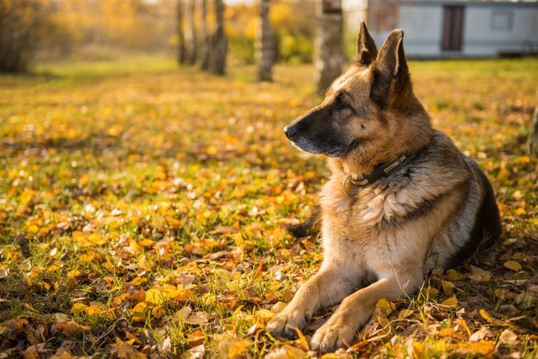 perro