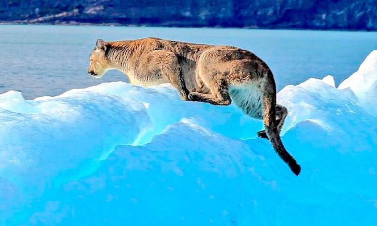 puma-