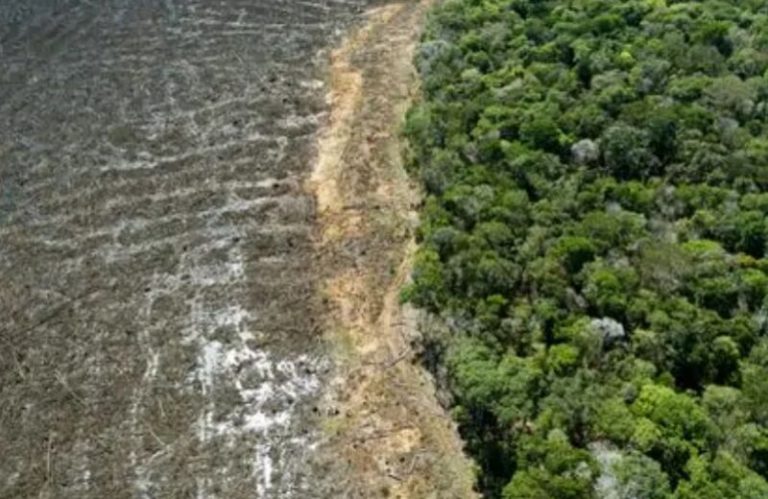 amazonia-1