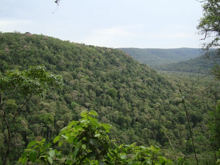 selva