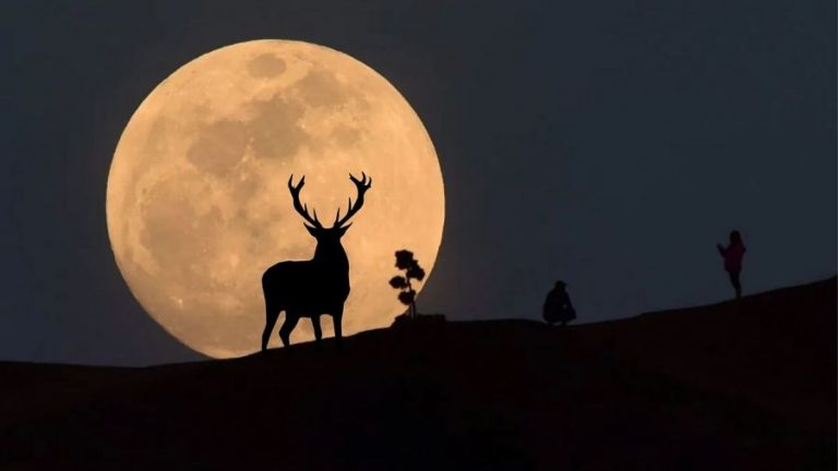 Superluna-ciervo