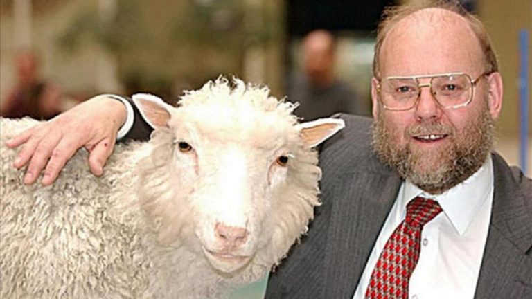 oveja-dolly