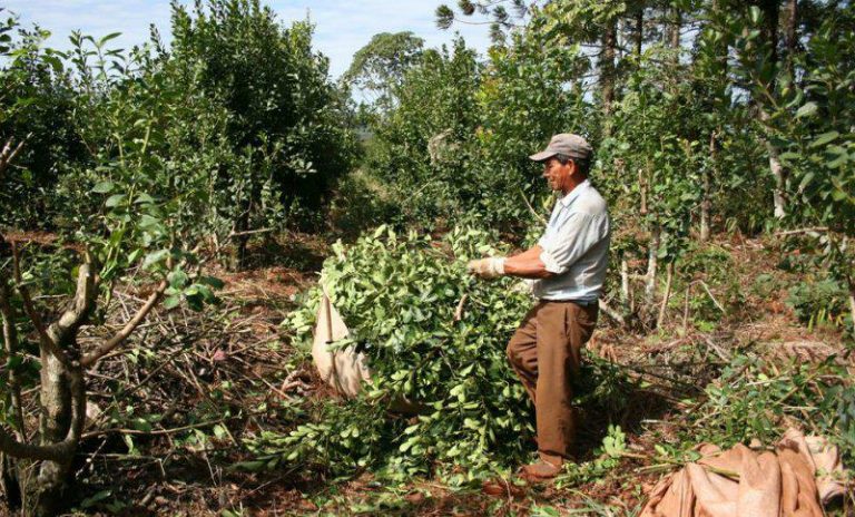 yerba