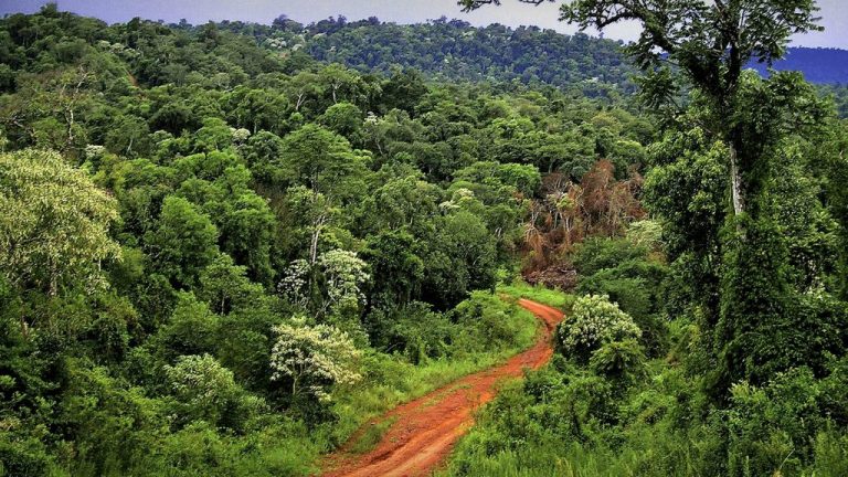 selva