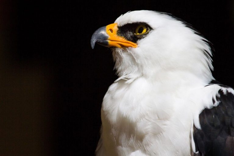 AGUILA