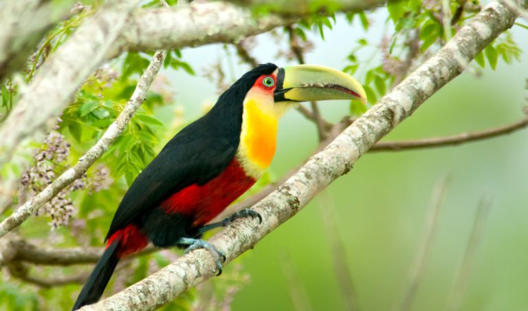 biodiverdidad