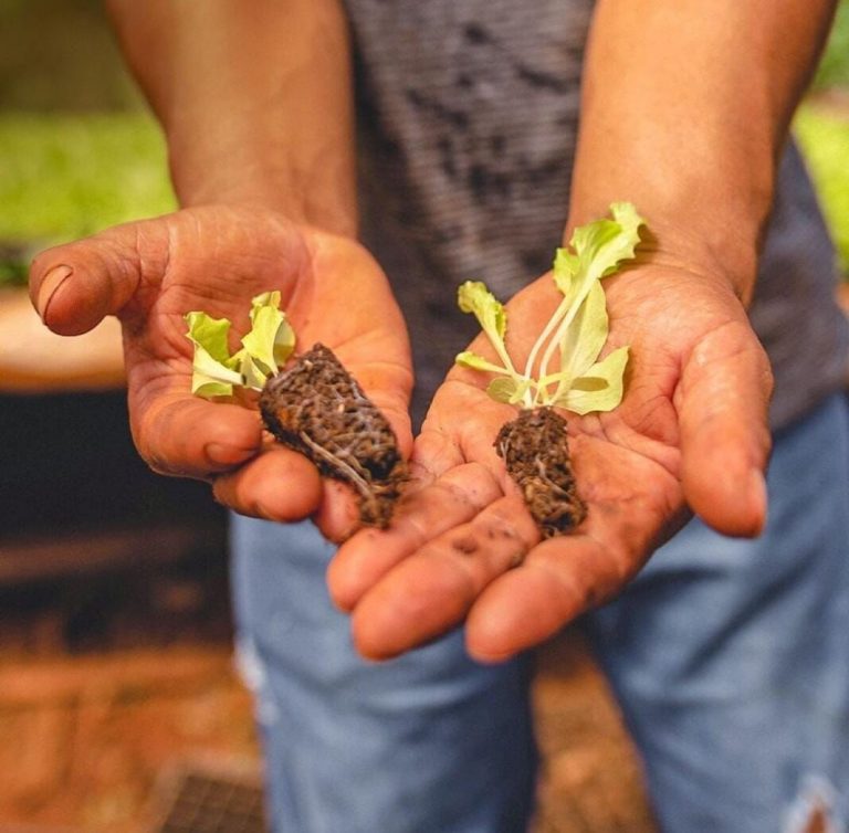 plantin